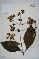 假酸漿、碧果草藏品圖，第1張