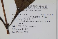 假酸漿、碧果草藏品圖，第2張