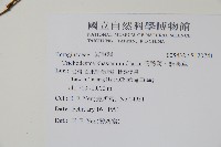 假酸漿、碧果草藏品圖，第2張