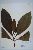 假酸漿、碧果草藏品圖，第1張