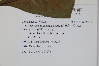 假酸漿、碧果草藏品圖，第2張