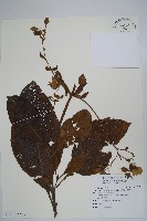 假酸漿、碧果草藏品圖，第1張