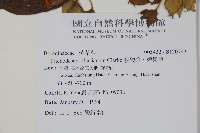 假酸漿、碧果草藏品圖，第2張