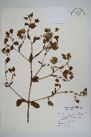 假酸漿、碧果草藏品圖，第3張