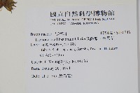 假酸漿、碧果草藏品圖，第4張