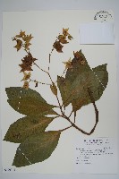 假酸漿、碧果草藏品圖，第1張