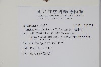 假酸漿、碧果草藏品圖，第2張