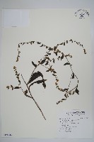 盾果草藏品圖，第1張