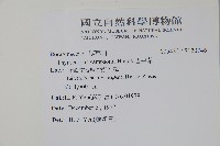 盾果草藏品圖，第2張