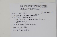 盾果草藏品圖，第2張