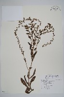 盾果草藏品圖，第1張