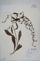 盾果草藏品圖，第1張