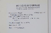 盾果草藏品圖，第2張