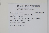 盾果草藏品圖，第2張