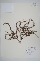 盾果草藏品圖，第1張