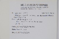 伏毛天芹菜藏品圖，第2張