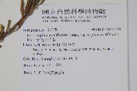 伏毛天芹菜藏品圖，第2張