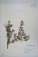 伏毛天芹菜藏品圖，第1張