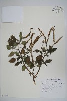 狗尾草藏品圖，第1張