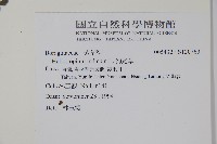 狗尾草藏品圖，第2張