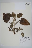 狗尾草藏品圖，第1張