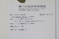 狗尾草藏品圖，第2張