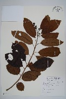 厚殼樹藏品圖，第1張