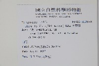 厚殼樹藏品圖，第2張