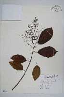 厚殼樹藏品圖，第1張