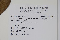 厚殼樹藏品圖，第2張