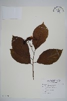 恆春厚殼樹藏品圖，第1張