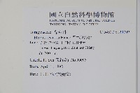 恆春厚殼樹藏品圖，第2張