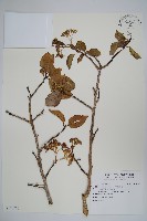 恆春厚殼樹藏品圖，第1張