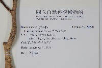 恆春厚殼樹藏品圖，第2張