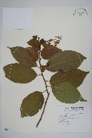 恆春厚殼樹藏品圖，第1張