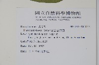 恆春厚殼樹藏品圖，第2張