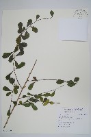 滿福木藏品圖，第1張