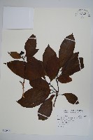 長花厚殼樹藏品圖，第1張