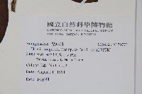 長花厚殼樹藏品圖，第2張