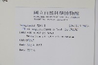 長花厚殼樹藏品圖，第2張