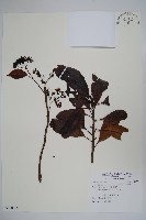 長花厚殼樹藏品圖，第1張