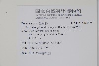 長花厚殼樹藏品圖，第2張