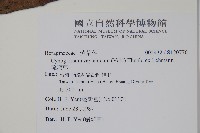 琉璃草藏品圖，第2張