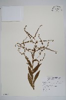 琉璃草藏品圖，第1張