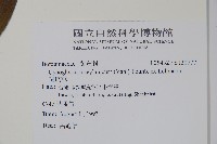 琉璃草藏品圖，第2張