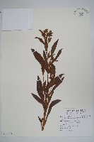 琉璃草藏品圖，第1張