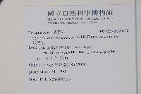 琉璃草藏品圖，第2張