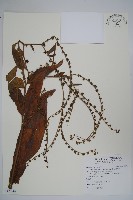 小花倒提壺藏品圖，第1張