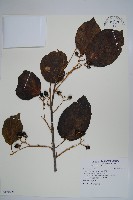 破布子藏品圖，第1張