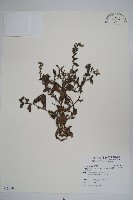 細纍子草藏品圖，第1張